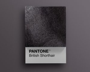 British as Pantone