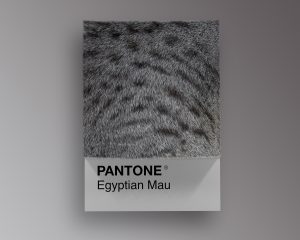 Egyptian Mau as Pantone