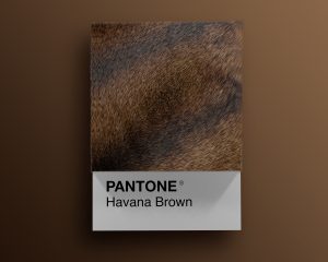 Havana_Brown as Pantone