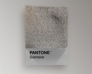 Siamese Cat as Pantone