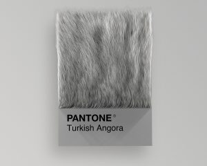 Turkish Angora as Pantone