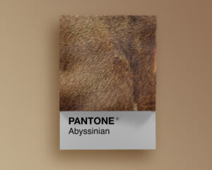 Abyssinian Pantone