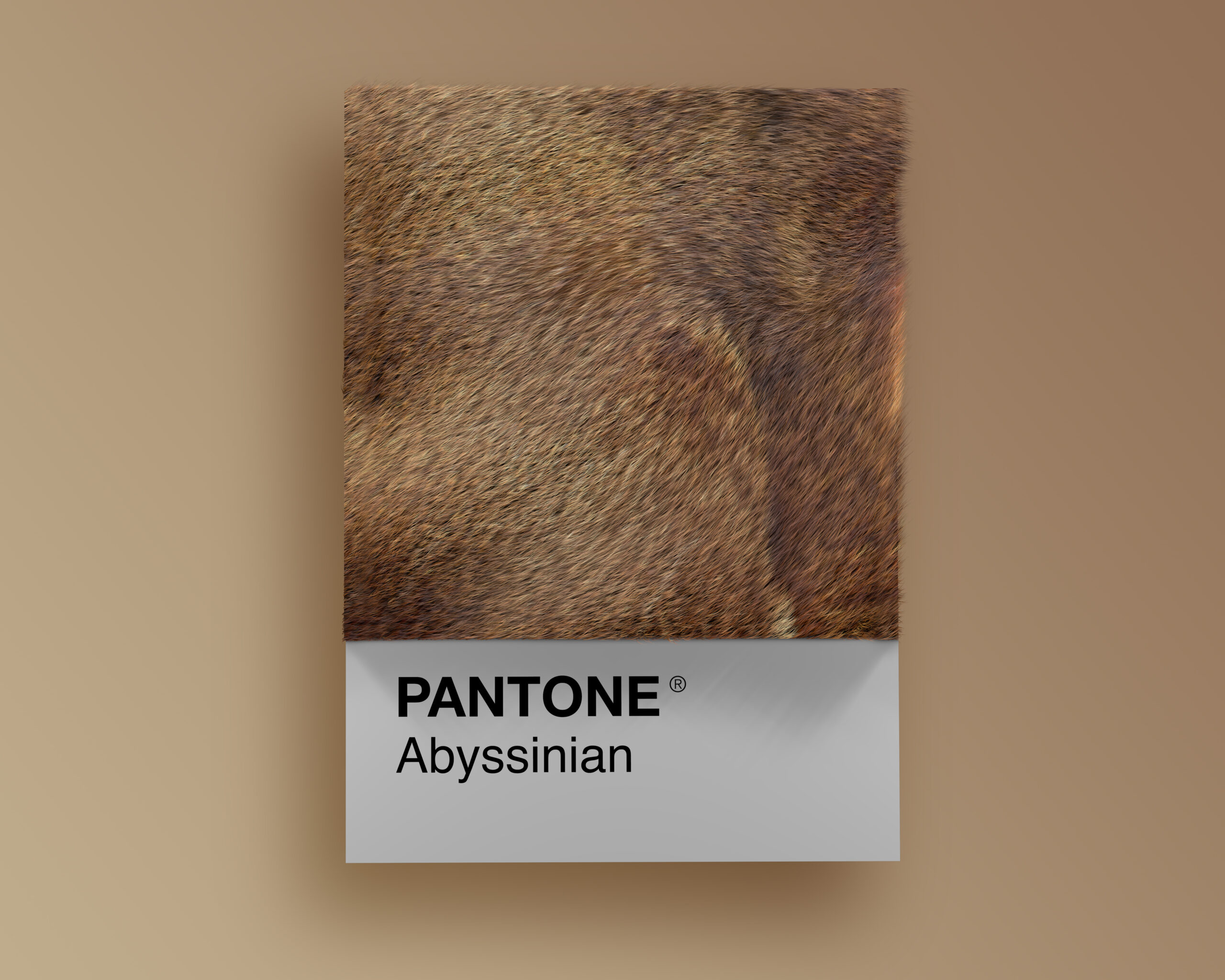 Abyssinian Pantone