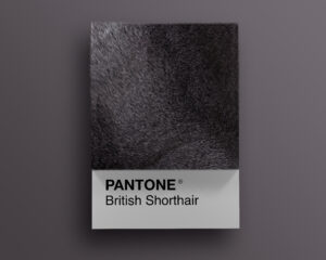 British Pantone